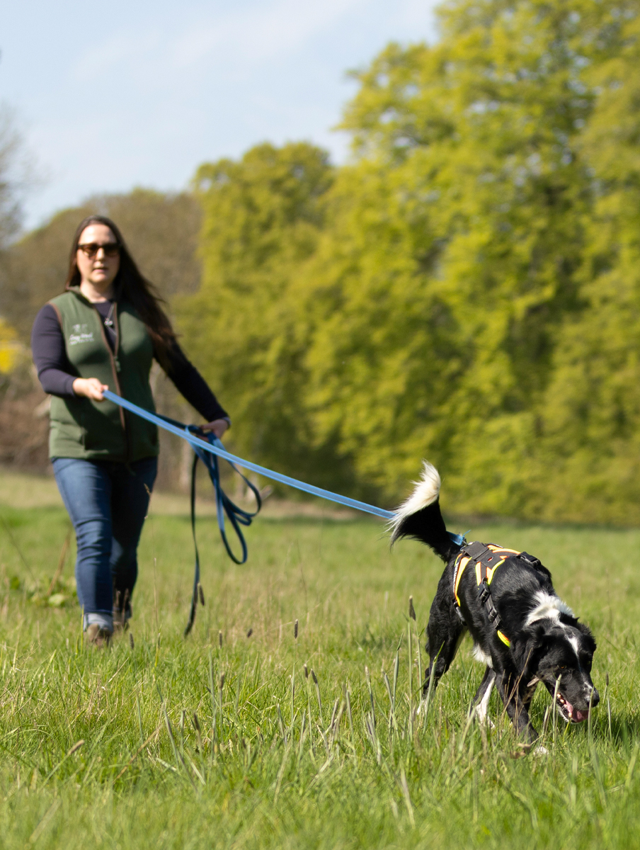 Dees Dogz Mantrailing Shrewsbury Bicton Heath Montford Pontesbury Bayston Hill Uffington Battlefield Shawbury