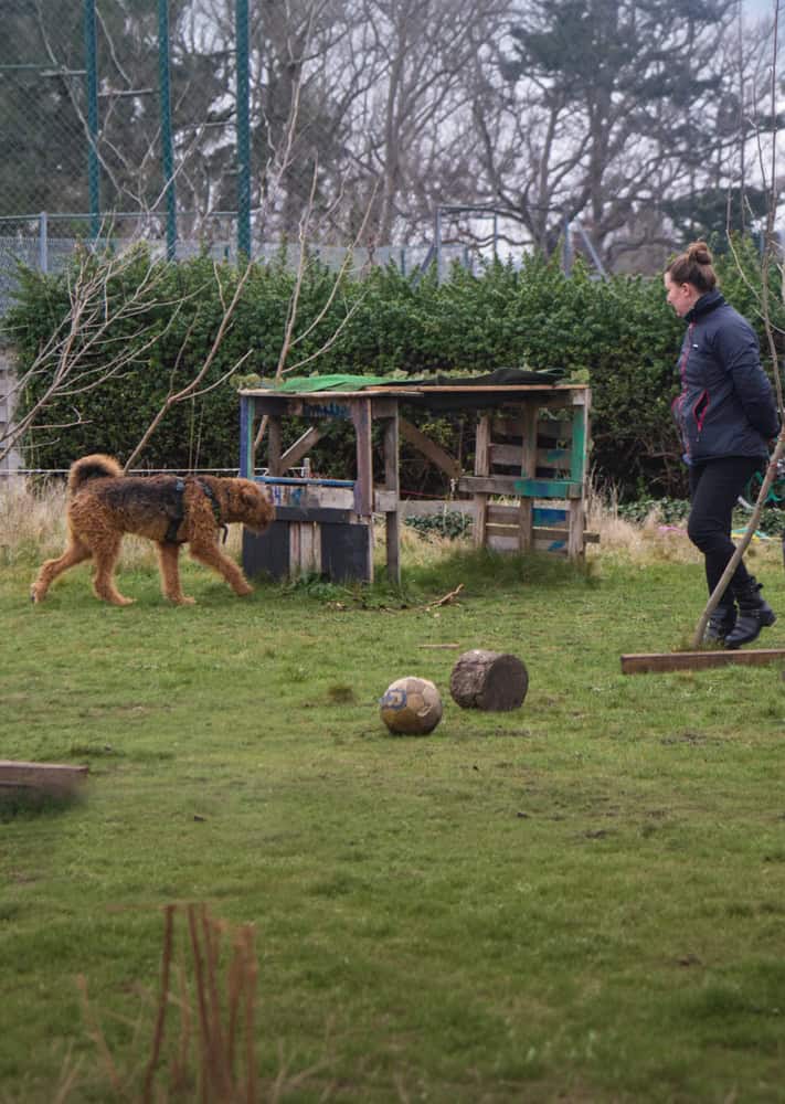 A dog being trained to scent detect